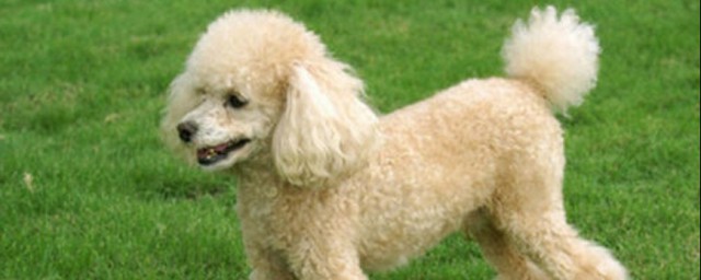 贵妇犬的修剪技巧 贵妇犬怎样修剪