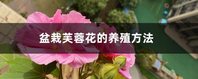 芙蓉花冬季养殖方式 盆栽芙蓉花的养殖方式介绍