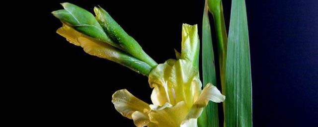 剑兰花怎样养 剑兰花养殖技巧简介