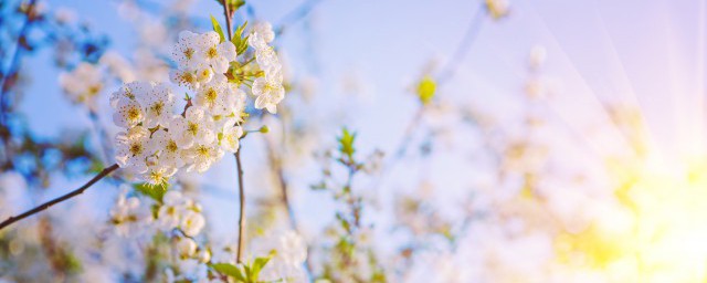 充满阳光的句子简短 充满阳光的句子简短列述