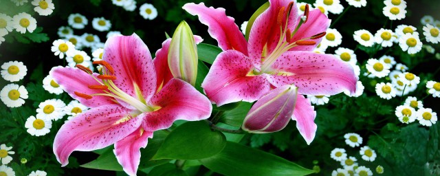 百合花语是什么意思 百合花语简介