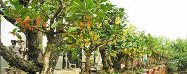 桂花树盆景养护办法 盆景桂花树的养殖要领