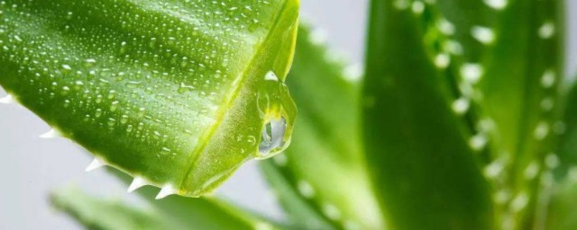 芦荟食用准确要领 芦荟如何吃