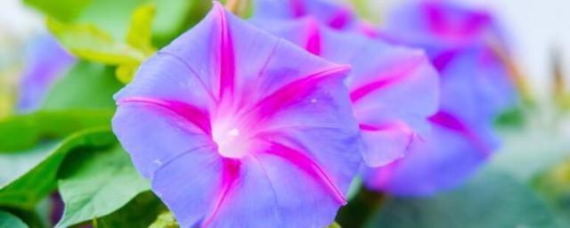 牵牛花有哪些特点 牵牛花有什么特点
