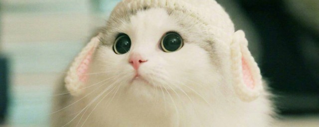 猫咪洗澡的技巧 洗澡的次序简介