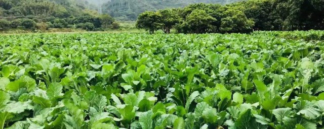 菜心种植时间和方法 需要注意什么工作呢