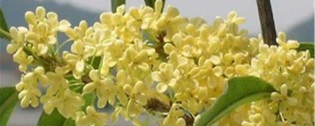 桂花采摘办法 桂花是如何采摘的