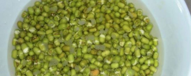 绿豆芽种植技巧 绿豆芽怎样种