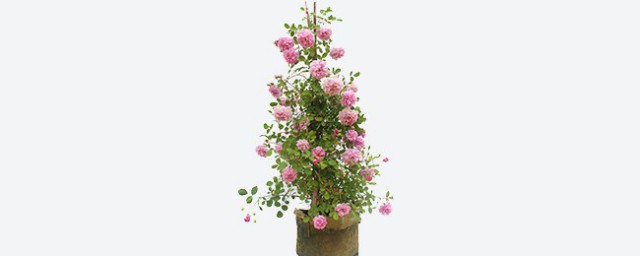 月季花盆栽的养殖要领 月季花养殖要领介绍