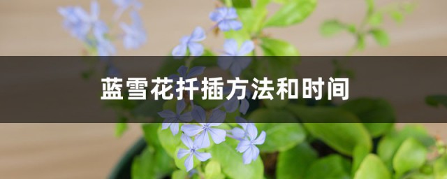 蓝雪花扦插技巧和时间 蓝雪花这样扦插成功率最高