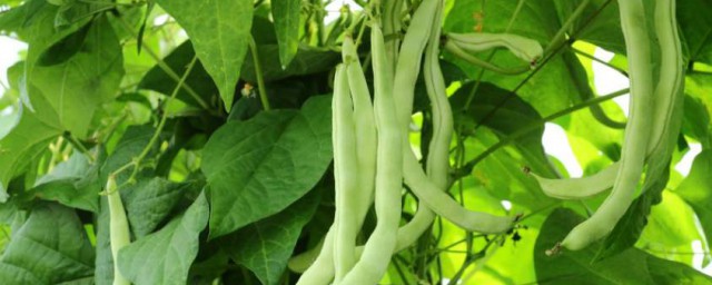 四季豆种植时间和技巧 四季豆种植时间和技巧简介