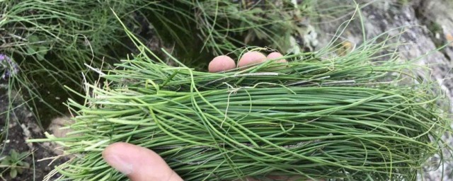 野生沙葱怎样腌制技巧 野生沙葱腌制技巧简介