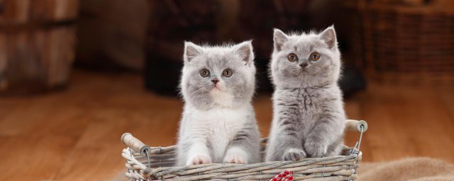 猫的本领有哪些 猫的本领简介