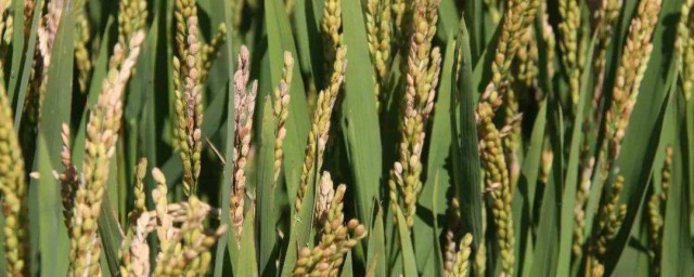 稻子种植时间和要领 水稻什么时候播种
