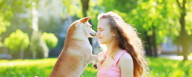 蝴蝶犬精确喂养技巧 蝴蝶犬的饲养技巧