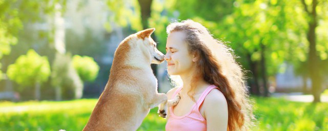 蝴蝶犬准确喂养办法 蝴蝶犬的饲养方法