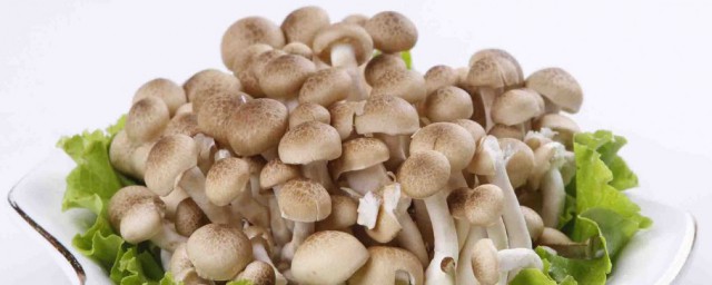 海鲜菇煮多久才能吃 海鲜菇的介绍