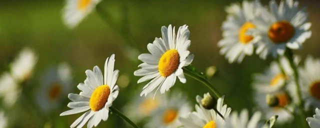 洋菊花的种植技巧 洋甘菊怎样种植