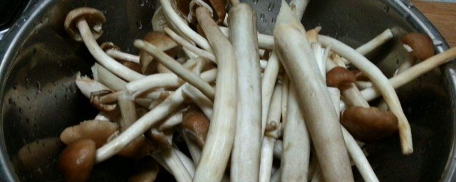 茶树菇怎样洗 茶树菇怎样清洗