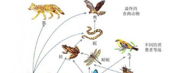 生物链的意思 生物链的含义
