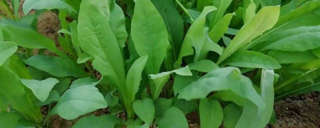 种植曲麻菜技巧 曲麻菜种植技巧