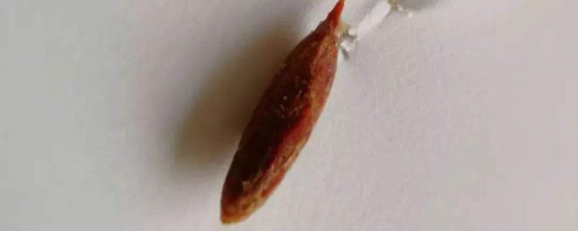 吞了枣核怎样办 一定不能惊慌