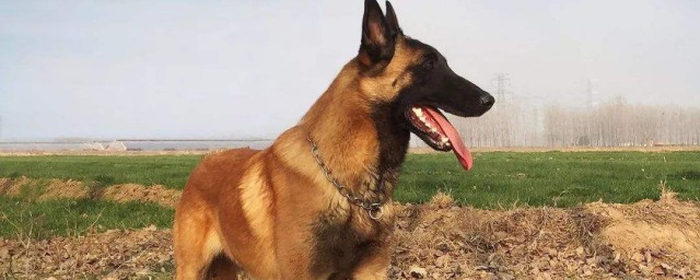怎样训练马犬 训练马犬技巧