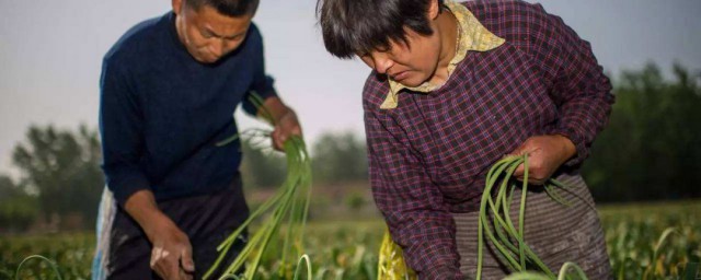 收蒜苔最佳技巧 收蒜苔的最佳技巧简介