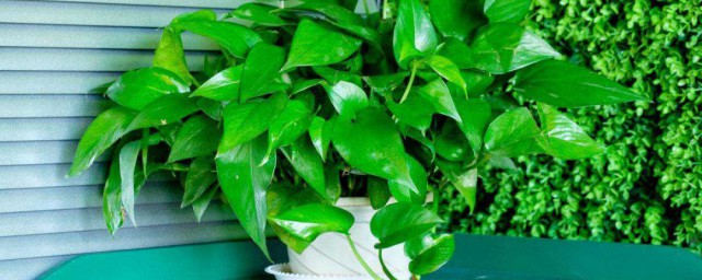 大型植物的养殖技巧 一定要考虑以下几点