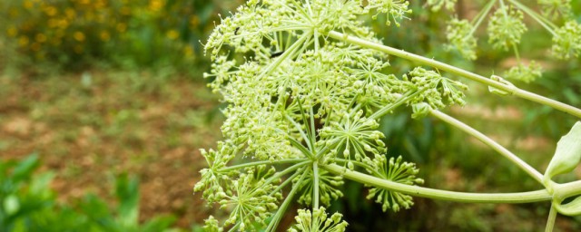 白芨种植和栽培要领 如何防治病虫害