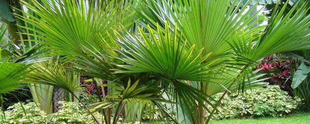棕榈的种植养护办法 如何种植棕榈树