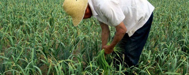 收蒜苔的最佳办法 收蒜苔的方法步骤介绍