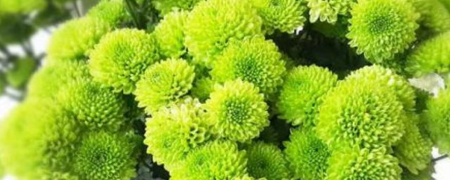 绿菊如何做干花 绿菊干花的做法