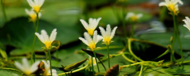 荇菜怎样读 荇菜是什么意思