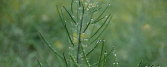 细雨蒙蒙的句子 关于细雨蒙蒙的唯美句子