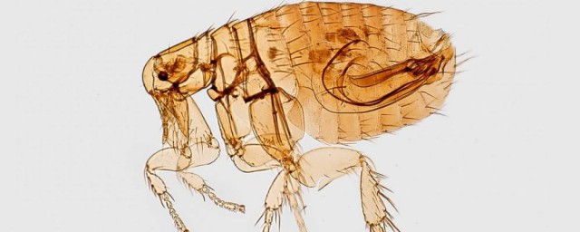 跳蚤如何清除 跳蚤如何消灭