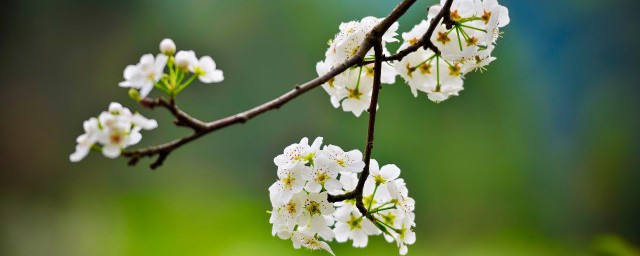 千树万树梨花开的梨花指的是什么 千树万树梨花开的原文译文