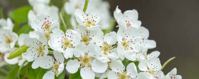 雨打梨花深闭门的梨花是指真正的梨花吗 雨打梨花深闭门出自哪里