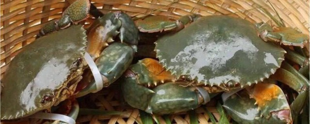 青蟹育肥技巧 青蟹怎样育肥