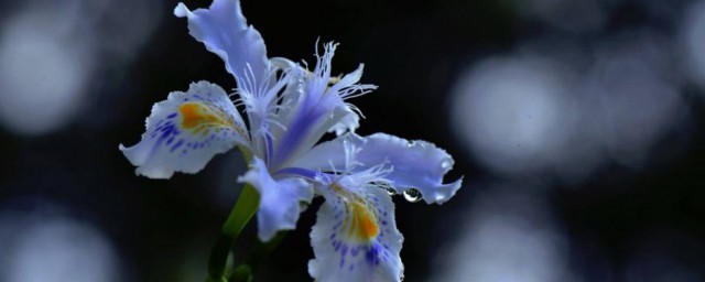 扁竹兰的种植技巧 扁竹兰怎样种植