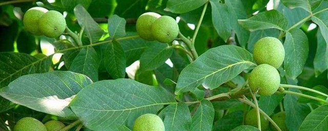 核桃树养护技巧 核桃树养护技巧简述
