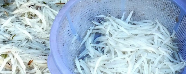 银鱼最佳捕捉技巧 银鱼最佳捕捉技巧是什么呢