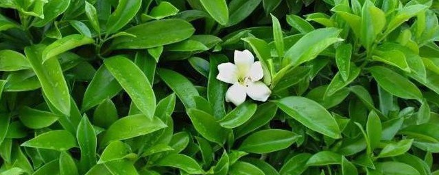 茉莉怎样修剪 茉莉修剪技巧