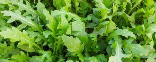 芝麻菜怎样吃 芝麻菜怎样做才好吃