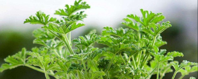 驱蚊草修枝技巧 驱蚊草怎样修剪