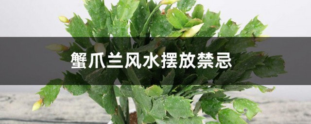 蟹爪兰风水摆放忌讳 放什么位置好呢