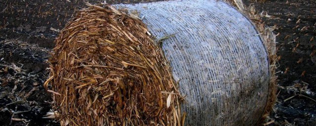 玉米秸秆防霉技巧 怎样防止玉米秸秆霉变