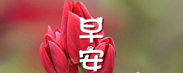 雨后的清晨早安语录 雨后清晨阳光句子文案