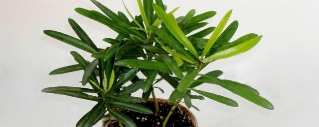 罗汉松培植技巧 罗汉松怎样培植