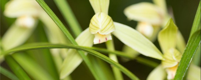 兰花怎么养才能开花 需要怎么浇水呢